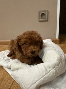 Щенята той-пудель