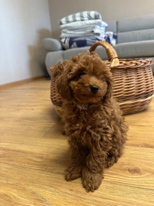 Щенята той-пудель