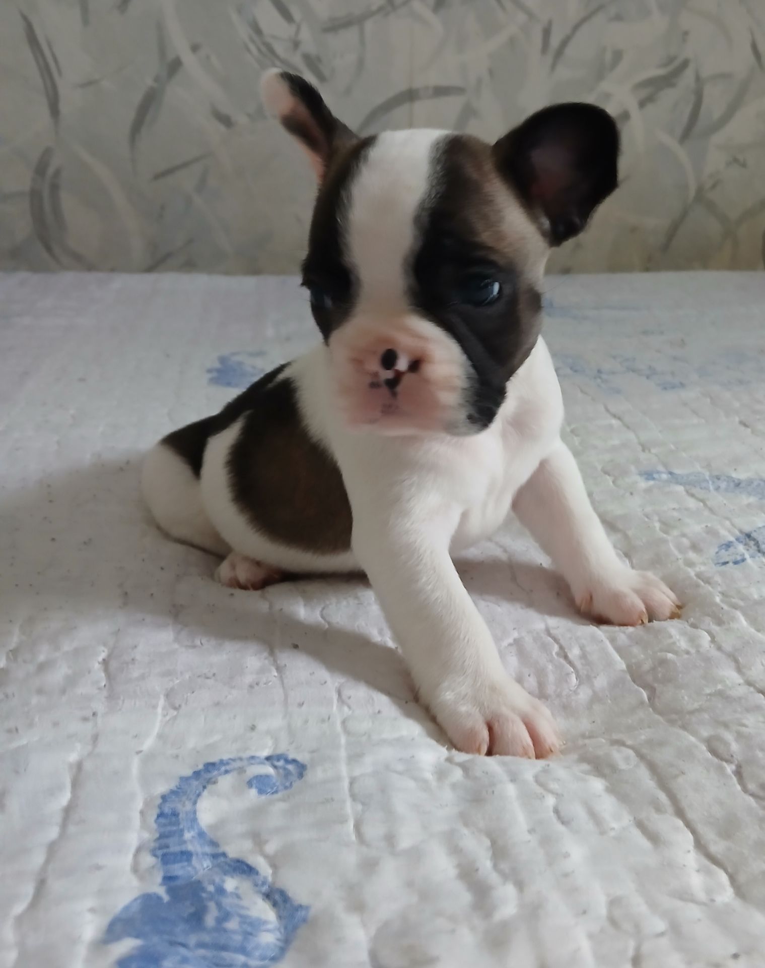 Французький бульдог