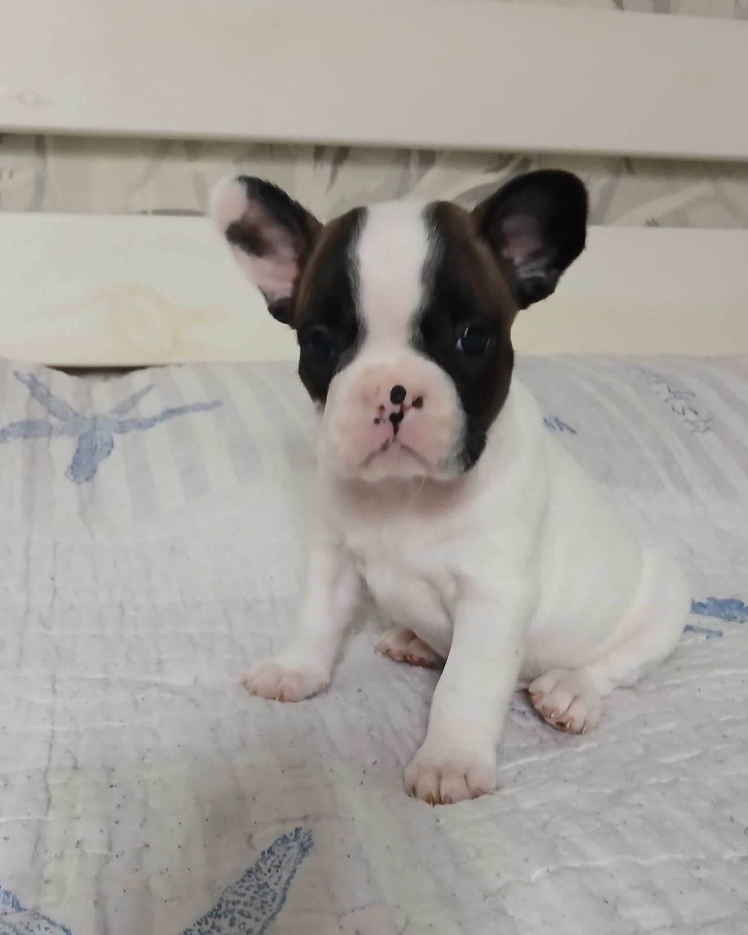 Французький бульдог