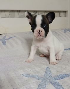 Французький бульдог