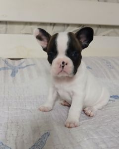 Французький бульдог