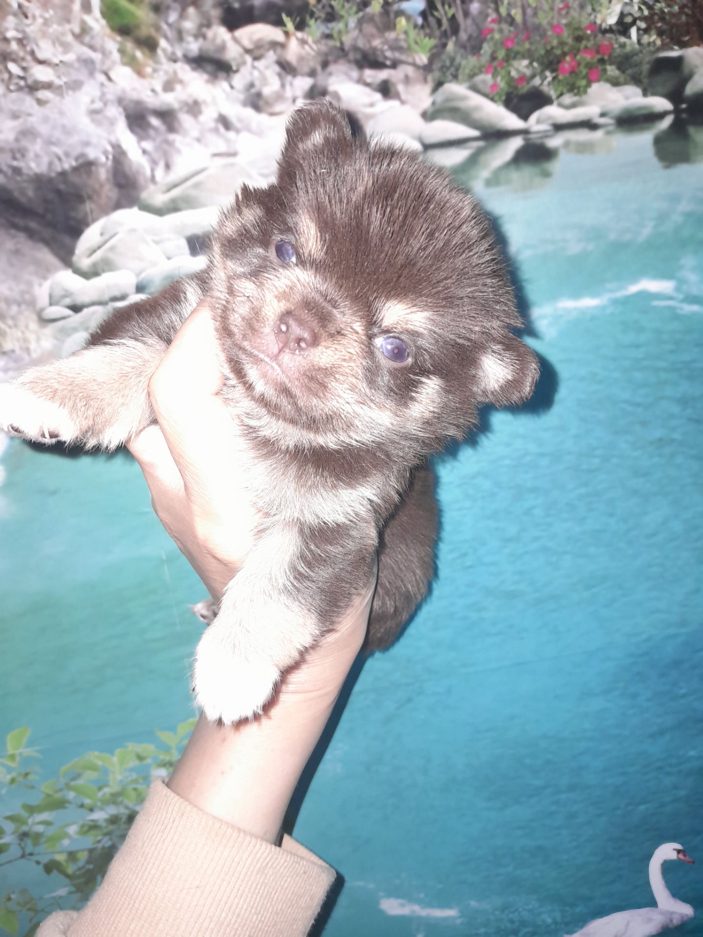 Мальчик чих шоколадный