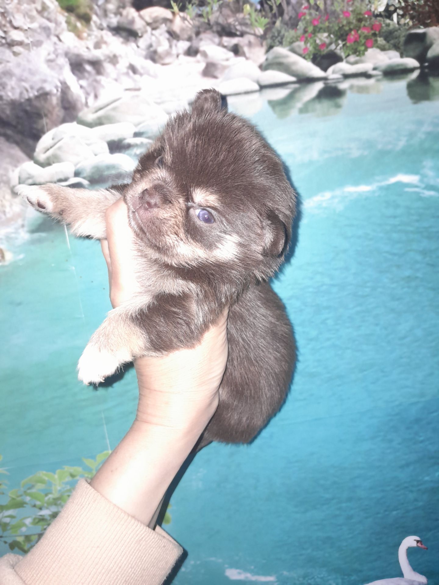 Мальчик чих шоколадный