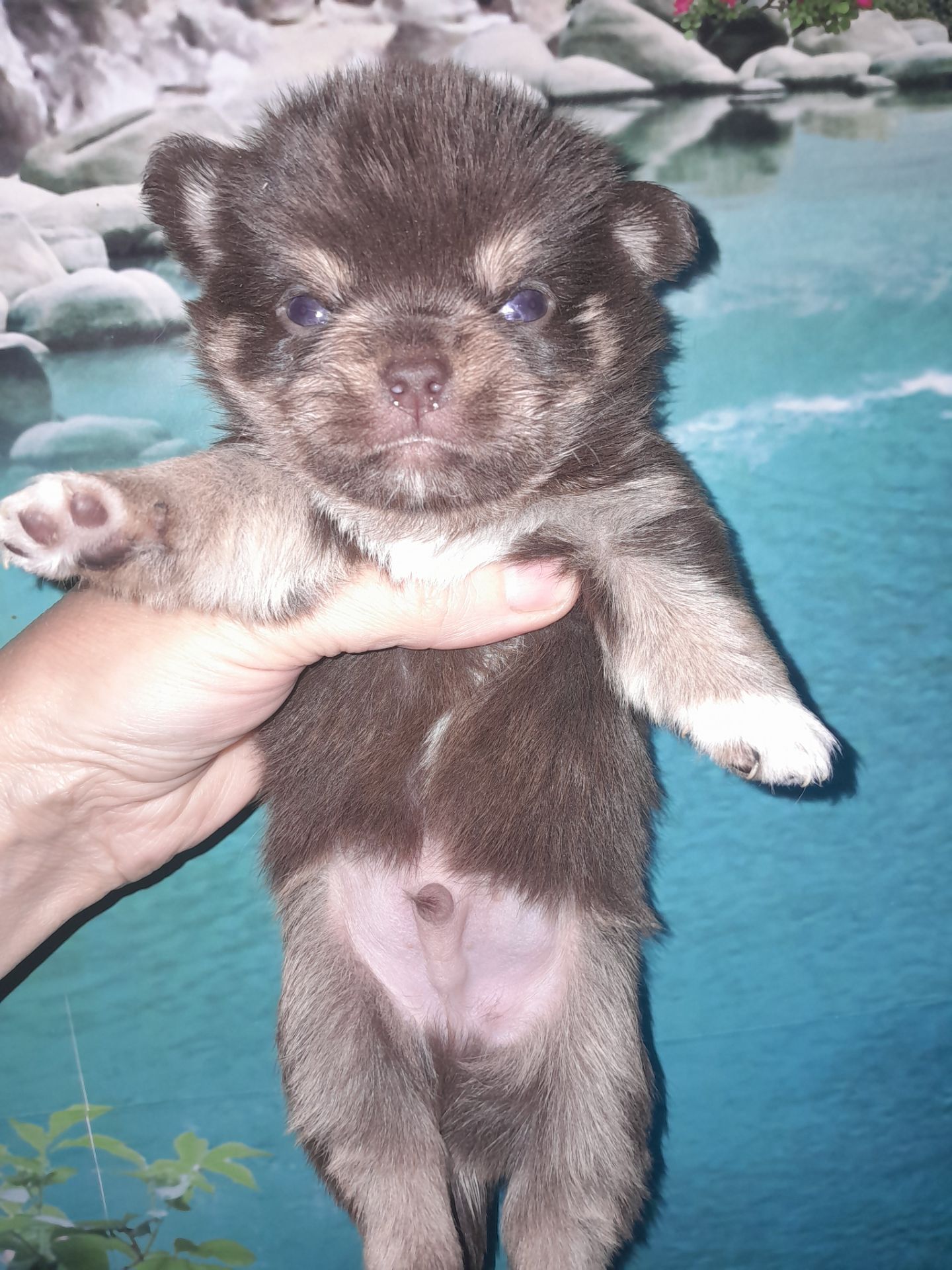 Мальчик чих шоколадный