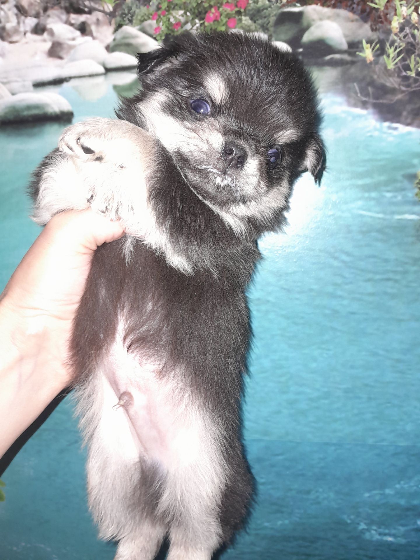 Мальчик чих длинношерстный