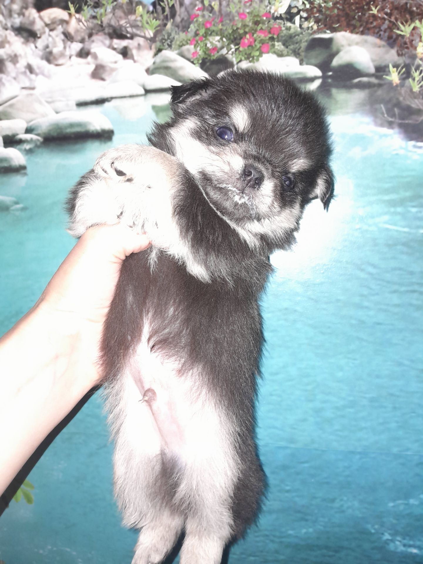 Мальчик чих длинношерстный