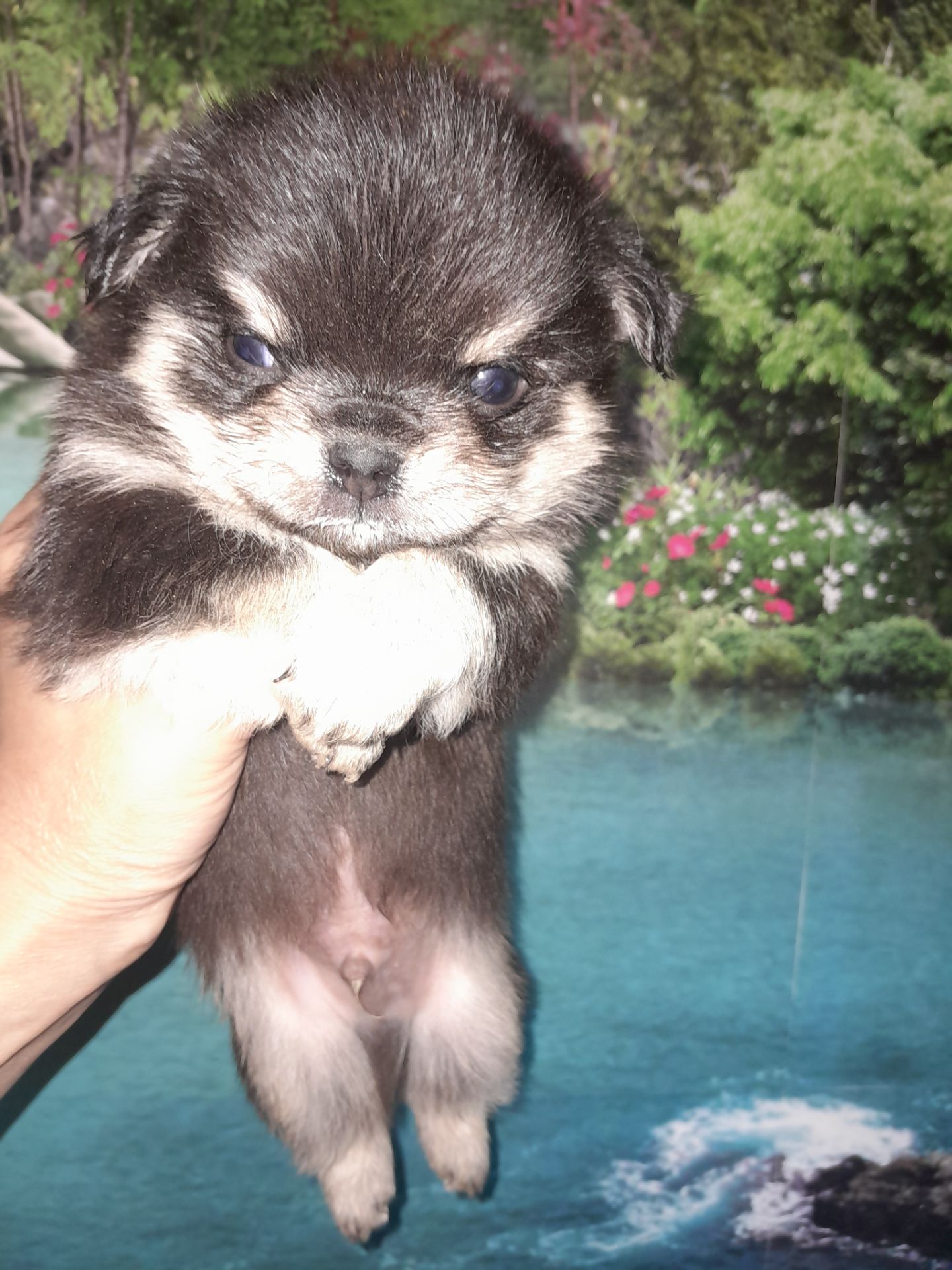 Мальчик чих длинношерстный