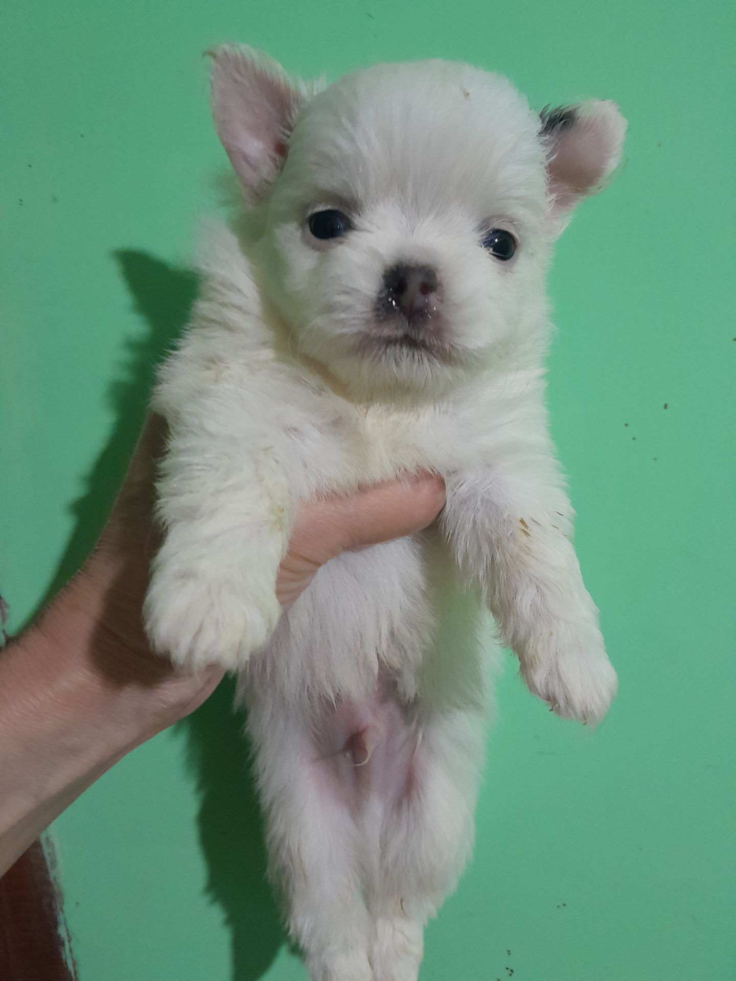 Мальчик белый с голубым