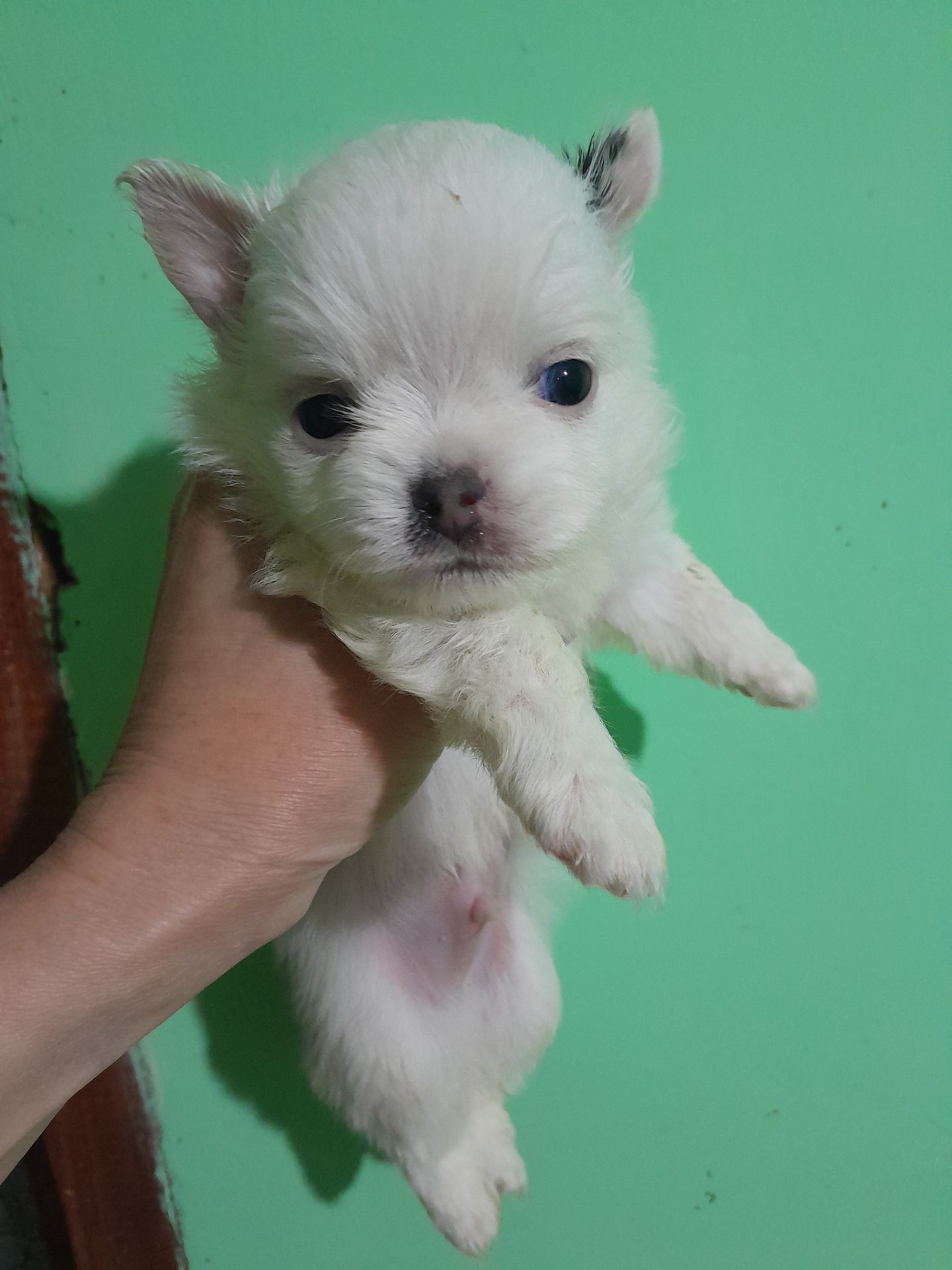 Мальчик белый с голубым