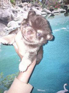 Мальчик чих шоколадный