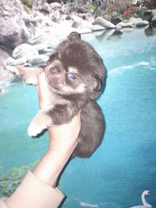 Мальчик чих шоколадный