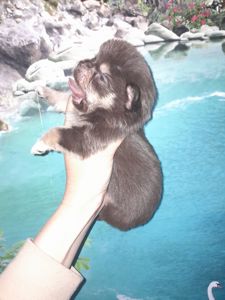 Мальчик чих шоколадный