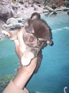 Мальчик чих шоколадный