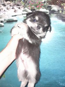 Мальчик чих длинношерстный