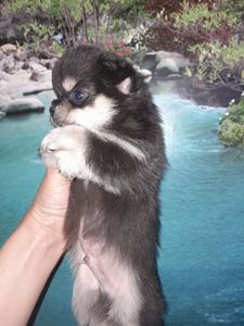 Мальчик чих длинношерстный