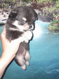 Мальчик чих длинношерстный