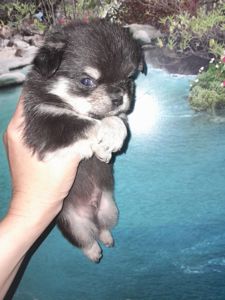 Мальчик чих длинношерстный