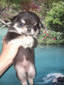 Мальчик чих длинношерстный