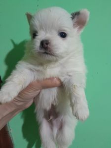 Мальчик белый с голубым