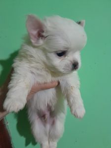 Мальчик белый с голубым