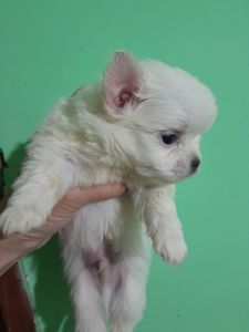 Мальчик белый с голубым