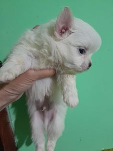 Мальчик белый с голубым