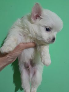 Мальчик белый с голубым