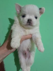 Мальчик белый с голубым