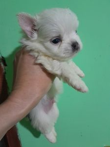 Мальчик белый с голубым