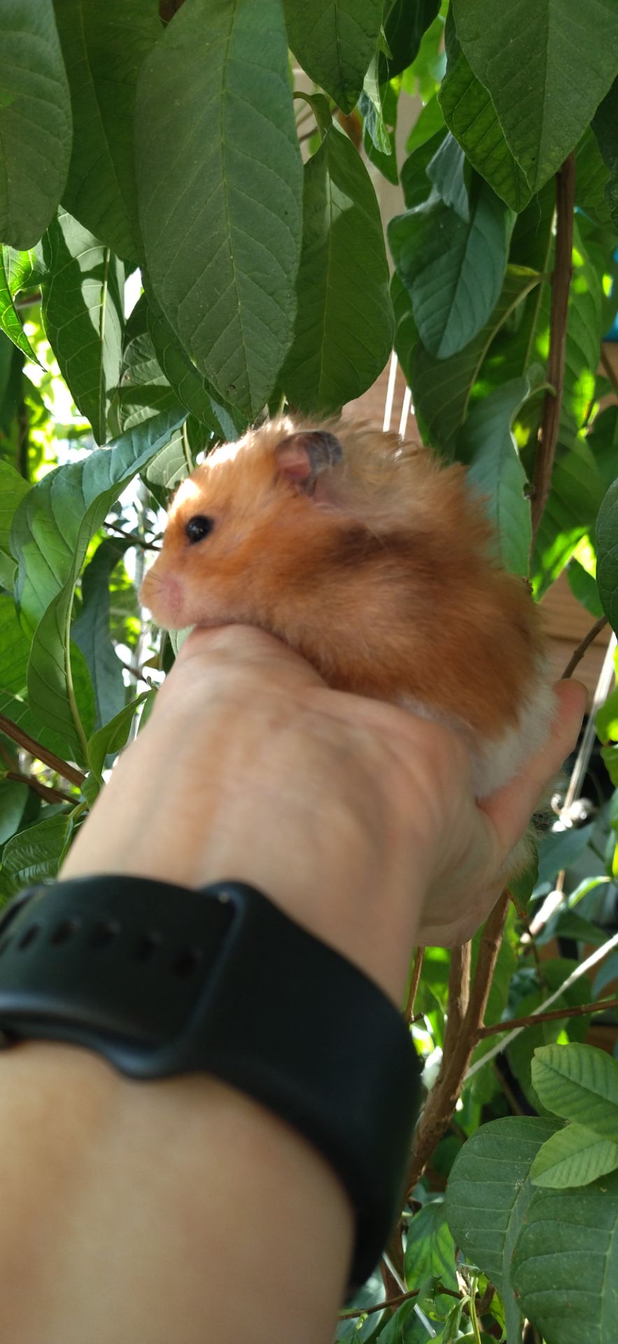 Блискучі атласні ангорські хом'яки