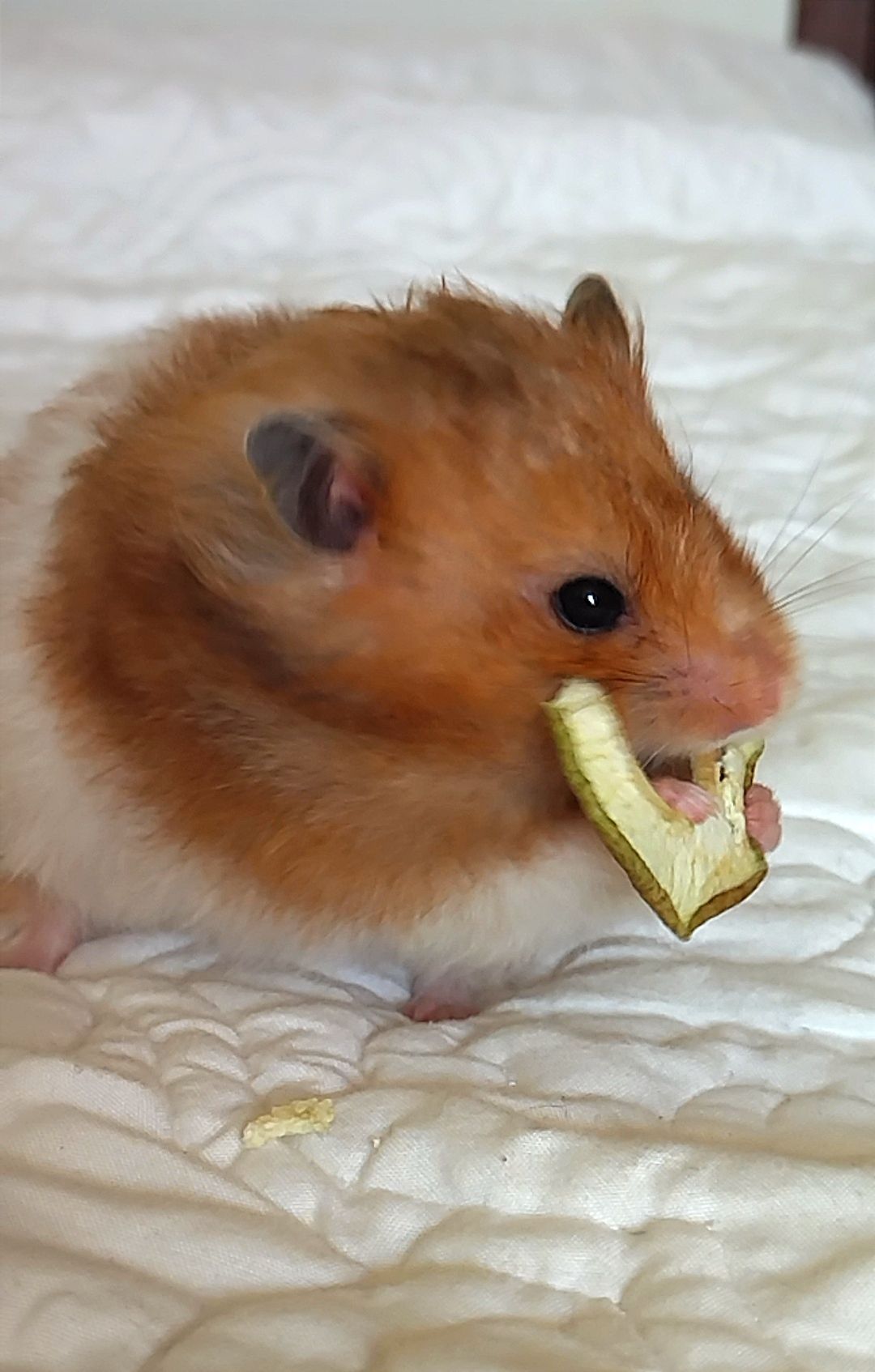 Блискучі атласні ангорські хом'яки