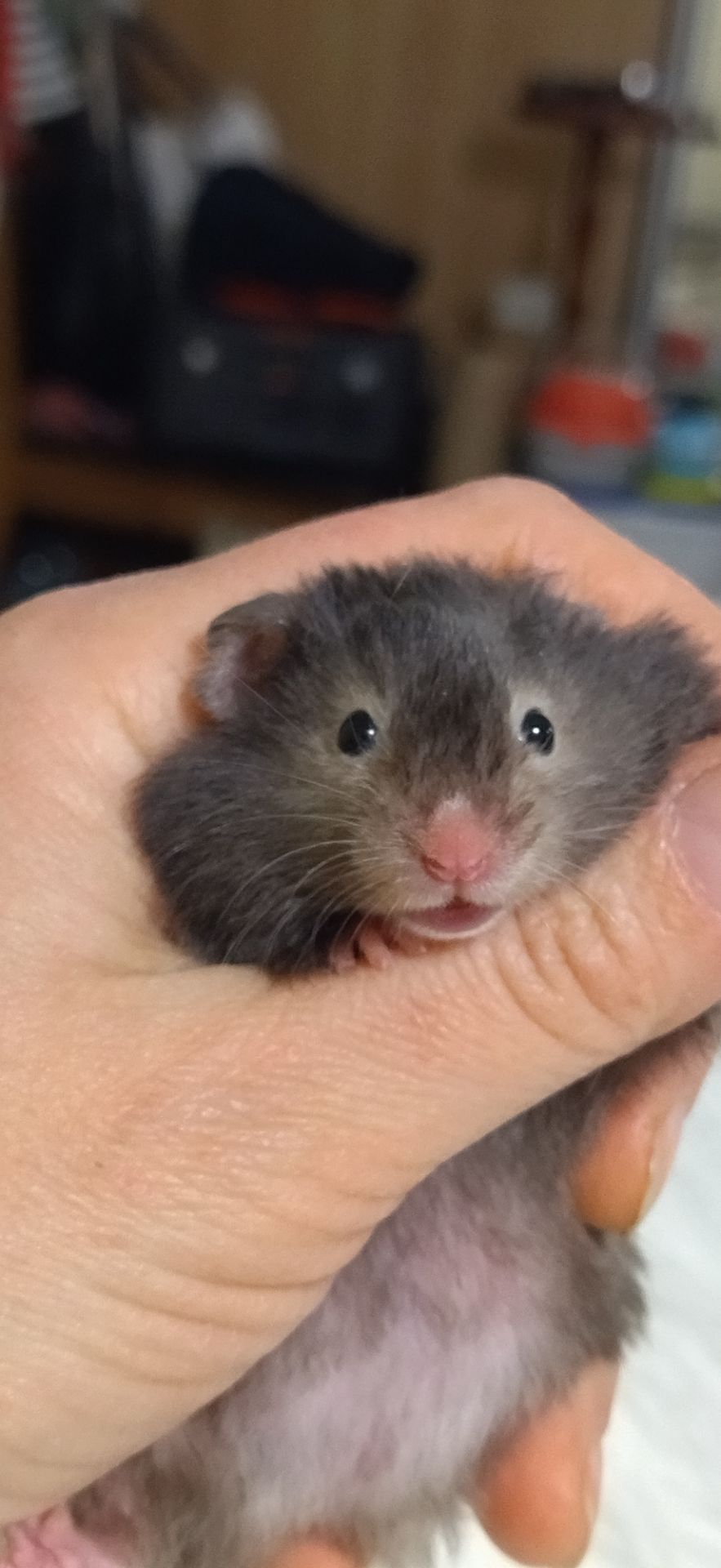 Блискучі атласні ангорські хом'яки