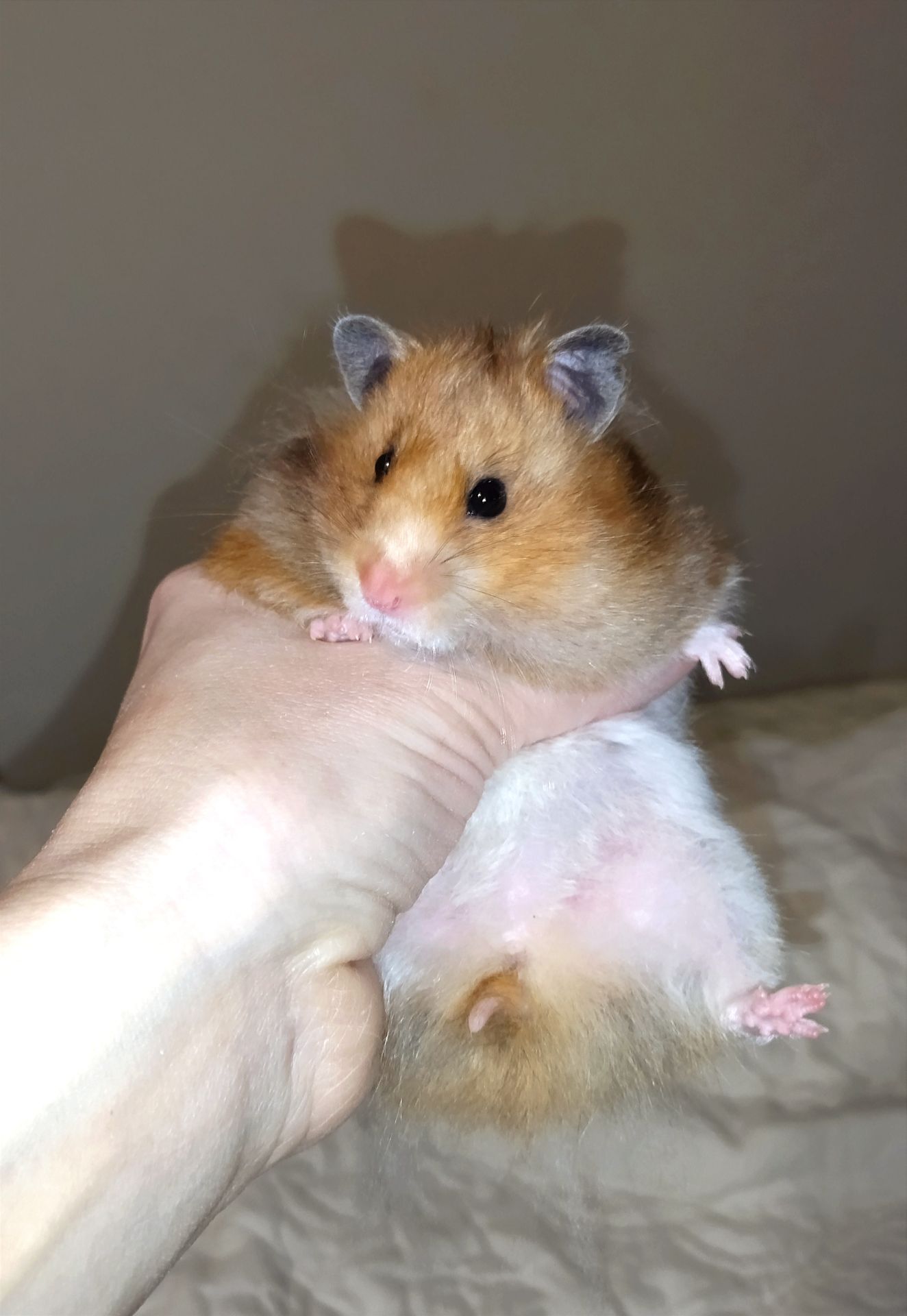 Блискучі атласні ангорські хом'яки