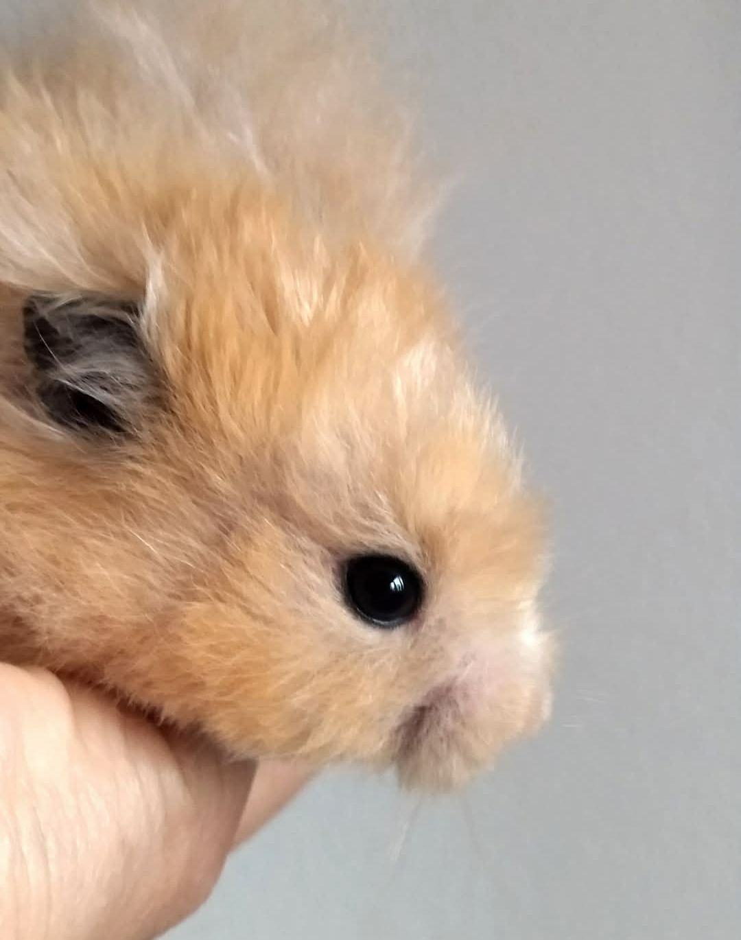 Блискучі атласні ангорські хом'яки