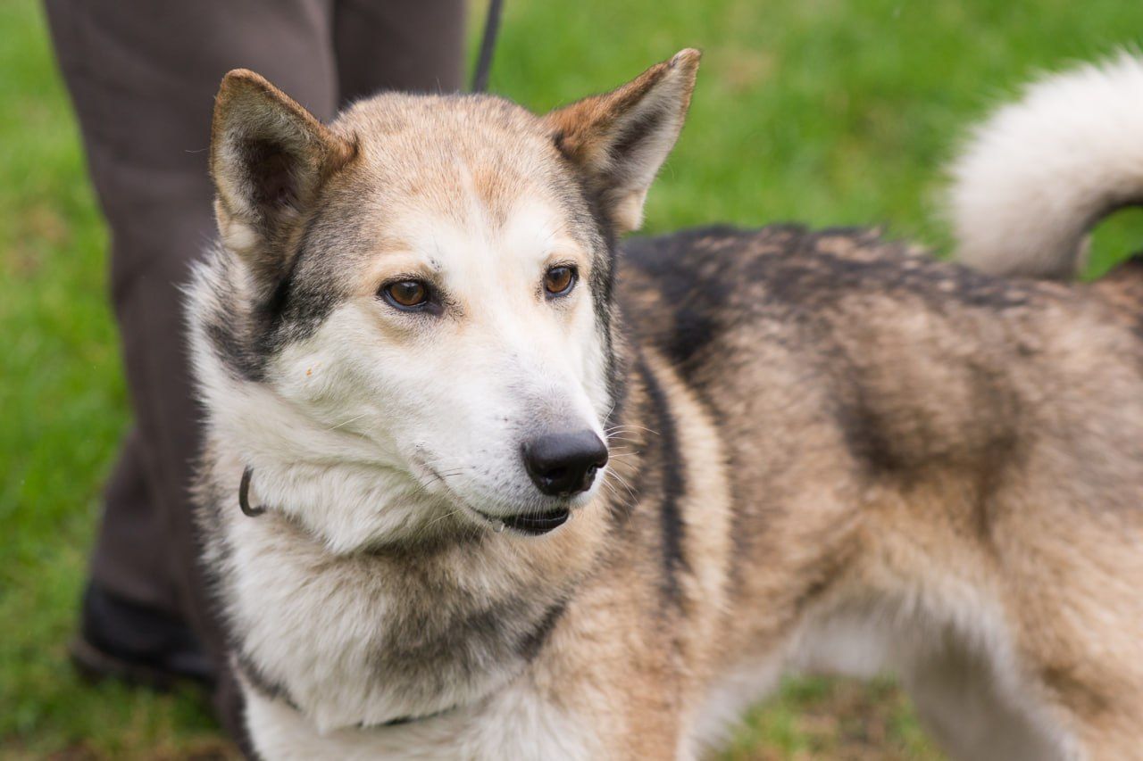 🏡 Лай шукає дім та родину