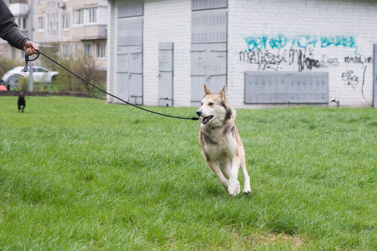 🏡 Лай шукає дім та родину