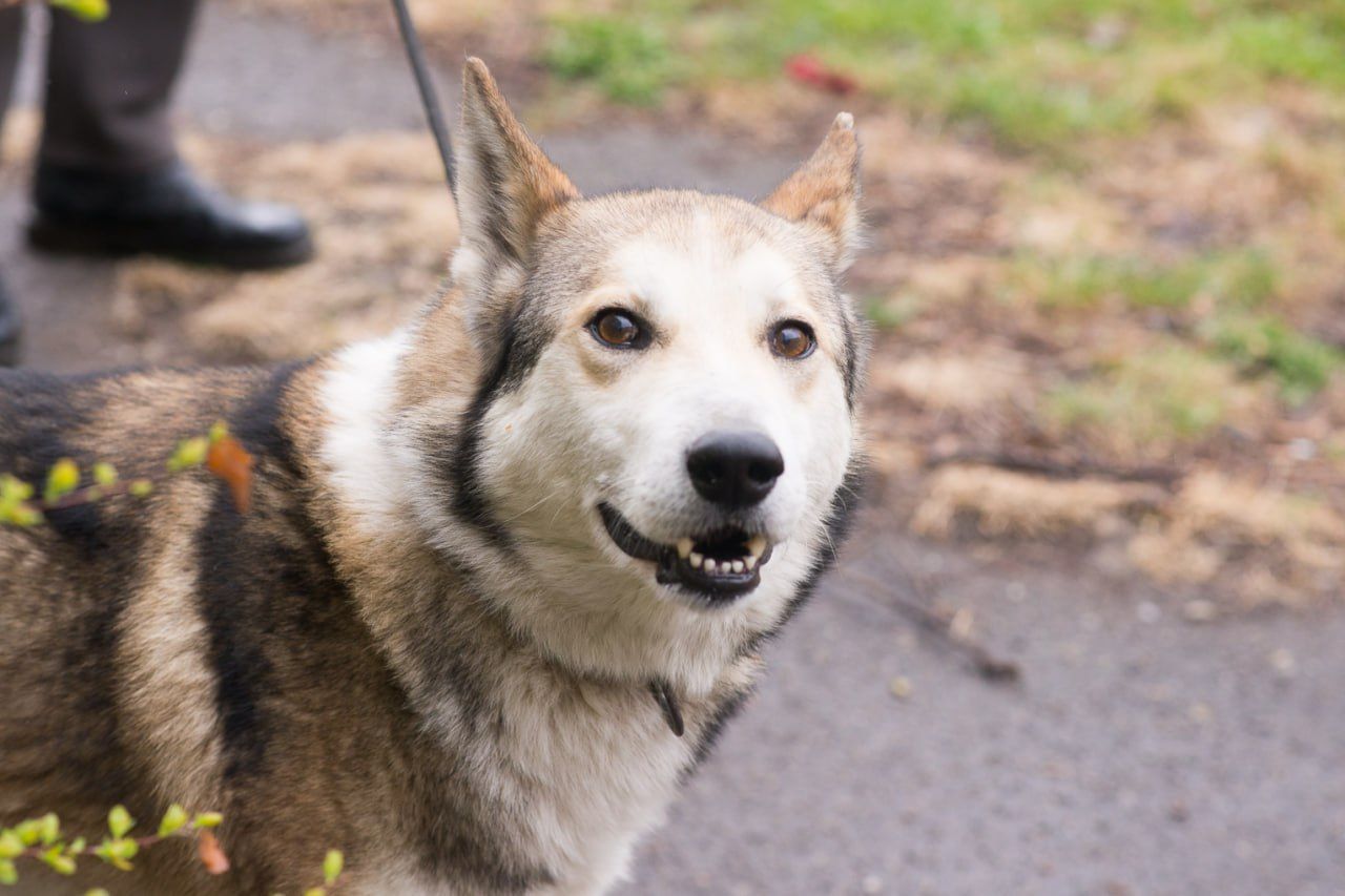 🏡 Лай шукає дім та родину