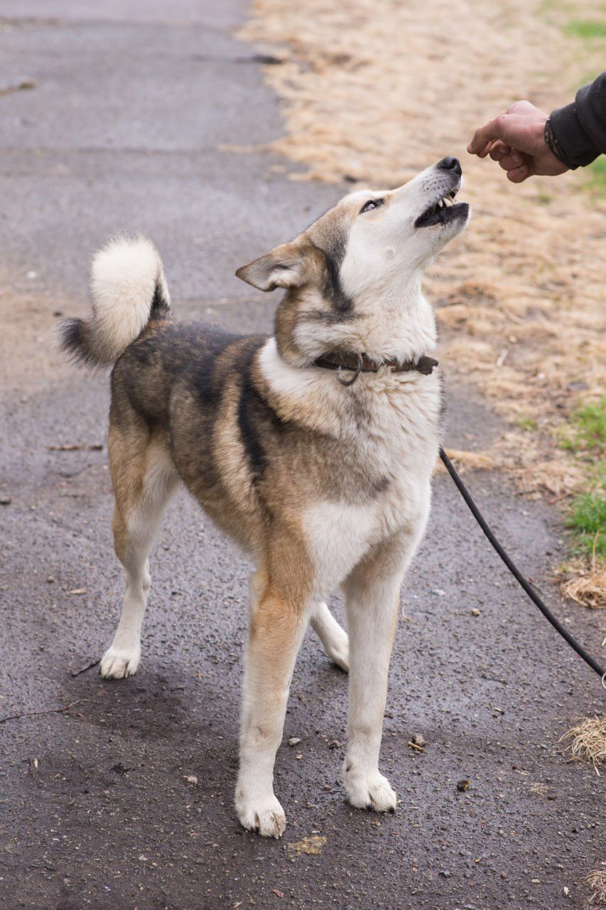 🏡 Лай шукає дім та родину