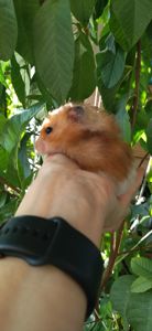 Блискучі атласні ангорські хом'яки