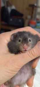 Блискучі атласні ангорські хом'яки