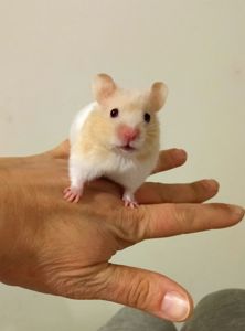 Блискучі атласні ангорські хом'яки