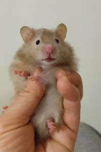 Блискучі атласні ангорські хом'яки