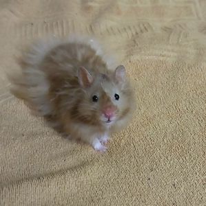 Блискучі атласні ангорські хом'яки