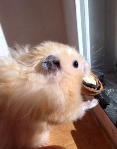 Блискучі атласні ангорські хом'яки