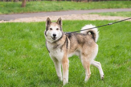 🏡 Лай шукає дім та родину