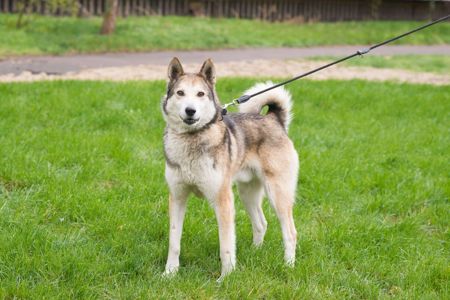 🏡 Лай шукає дім та родину