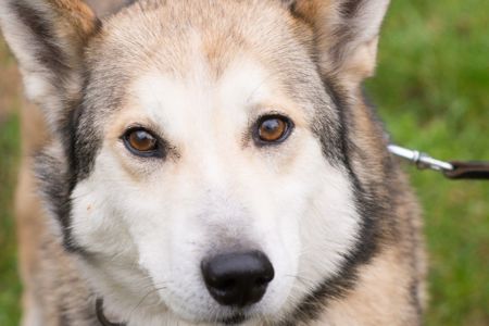 🏡 Лай шукає дім та родину