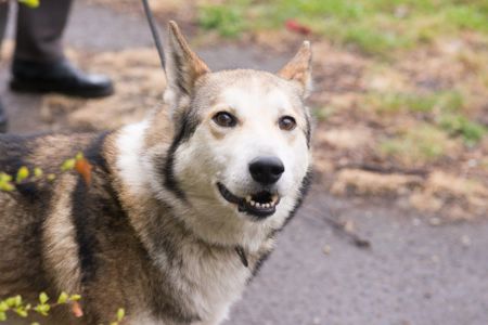 🏡 Лай шукає дім та родину