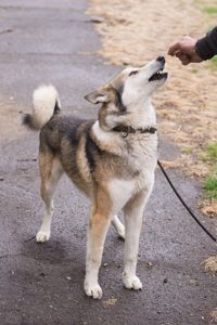 🏡 Лай шукає дім та родину